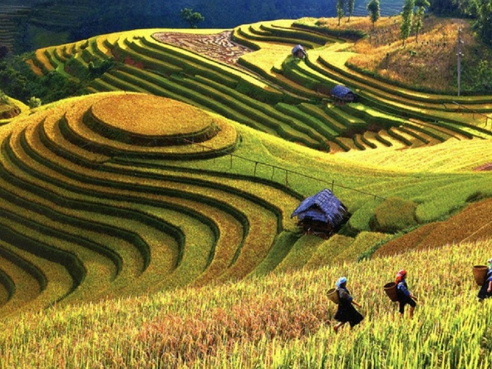 Terracing – Greener Land
