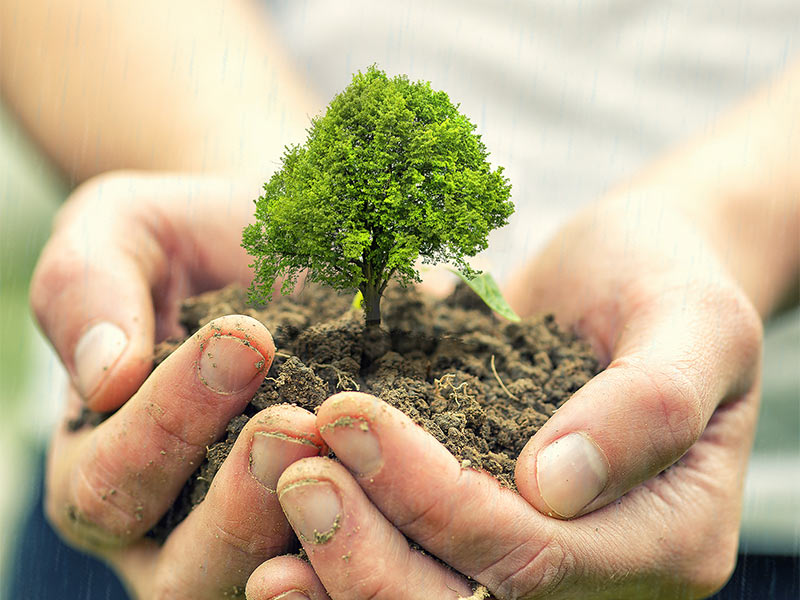Tree planting – Greener Land